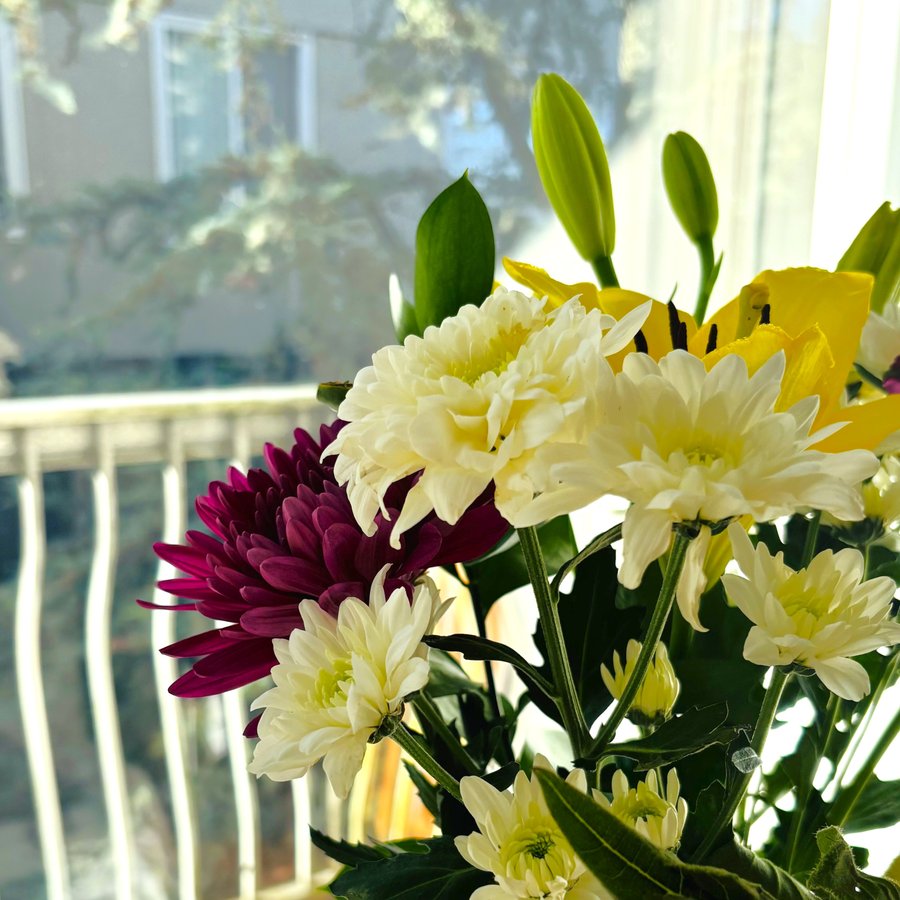 A close-up still life of white and magenta chrysanthemums with yellow lily buds, backlit by a sunlit window